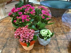 Kalanchoes