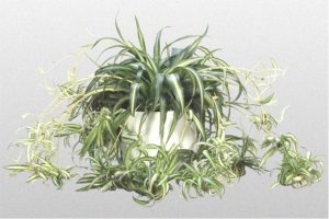 Planta araña