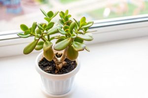 Planta de Jade